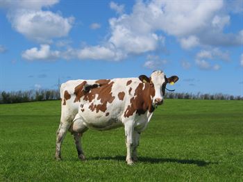 Frøblanding Nr. 21, 10 kg